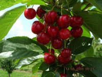 /album/arriendocolmenasparapolinizacion/cereza-jpg/