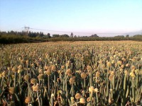/album/arriendocolmenasparapolinizacion/banchi-jpg/