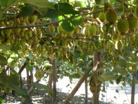 /album/arriendocolmenasparapolinizacion/kiwi-jpg/